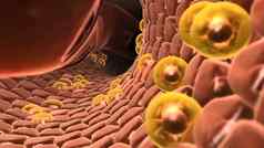 肝茎增加健康的细胞肝
