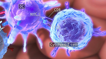 助手细胞细胞细胞cd-positive细胞类型细胞玩重要的角色免疫系统