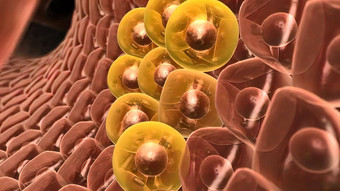 肝茎增加健康的细胞肝