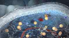 天生的淋巴细胞secrete效应细胞因子天生的同行细胞