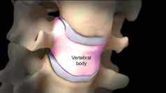 人类脊柱细节椎间阀瓣椎孔神经