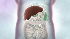 人类肝解剖学定义肝部分