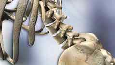 医疗插图透明的人类腰椎脊柱解剖学