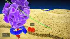 核糖体太太rdna太太序列代码核糖体RNA