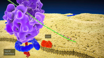 核糖体太太rdna太太序列代码核糖体RNA