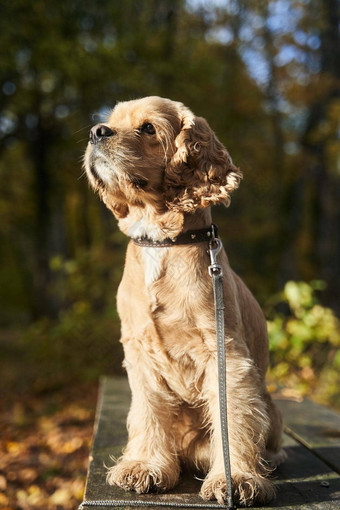 美国猎犬坐在木板凳上狩猎狗森林