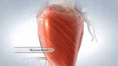 肌肉层心被称为心肌使心肌细胞