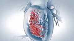 肌肉层心被称为心肌使心肌细胞