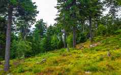 全景视图山景观蠕虫山braunlage哈尔茨德国
