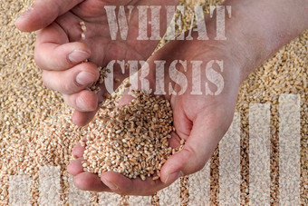 小麦危机缺乏<strong>粮食</strong>作物谷物小麦手背景盛产<strong>粮食</strong>的地区概念世界食物危机出口进口