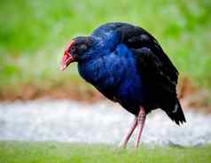 紫水鸡新西兰沼泽母鸡觅食食物