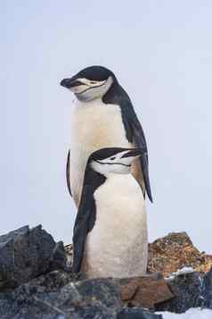 下巴托企鹅夫妇雪风暴南极洲