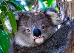 婴儿考拉树澳大利亚