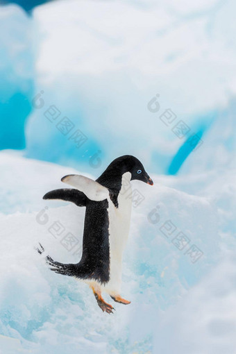 阿德利<strong>企鹅</strong>冰南极洲学习飞