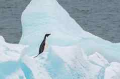 阿德利企鹅冰南极