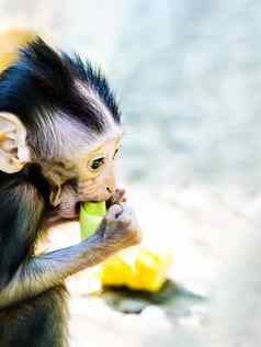 巴厘岛的长跟踪猴子婴儿水果