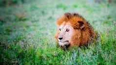 狮子放松稀树大草原非洲