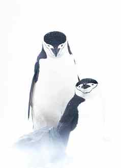 下巴托企鹅夫妇休息雪风暴南极洲