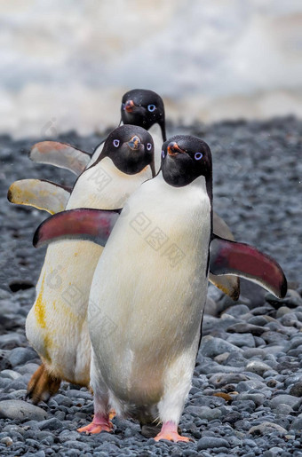阿德利<strong>企鹅</strong>火车海滩南极洲