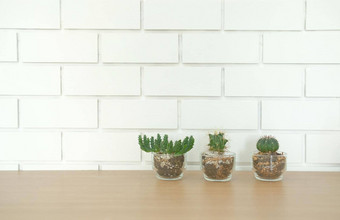 多汁的仙人掌植物能装修木桌子上白色砖墙