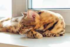 可爱的金孟加拉基蒂猫铺设窗台上放松