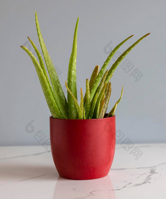 芦荟真正植物红色的陶瓷花盆灰色孤立的背景