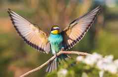 美丽的食蜂鸟鸟打开翅膀