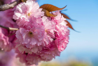 双樱桃花朵完整的布鲁姆树分支花蓝色的天空太阳照花