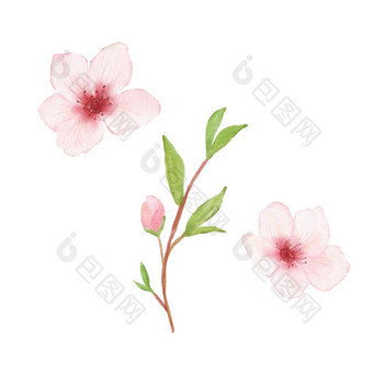 分支樱桃开花插图水彩<strong>绘画樱花</strong>孤立的白色日本花
