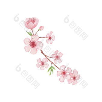 分支樱桃开花插图<strong>水彩绘</strong>画樱花孤立的白色日本花