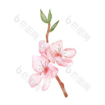 分支樱桃开花插图<strong>水彩绘画</strong>樱花孤立的白色日本花