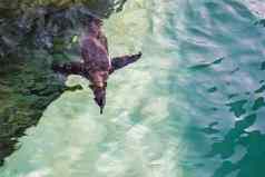 企鹅潜水洪堡企鹅特写镜头游泳水水下照片绿色音调