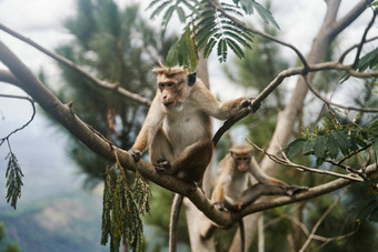 猴子坐在<strong>树</strong>猴子热带<strong>森林植</strong>被野生动物<strong>场景</strong>