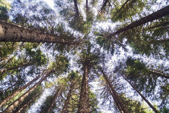 松树冠分支机构森林森林上衣树地面视图