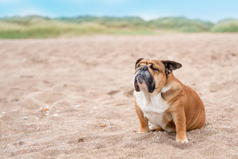 红色的英语英国斗牛犬坐着海边太阳夏天空间文本