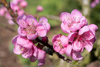 高丽油桃树<strong>李</strong>属persica