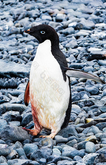 阿德利<strong>企鹅</strong>伤害出血海滩南极洲