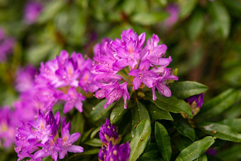 盛开的紫色的味蕾杜鹃春天