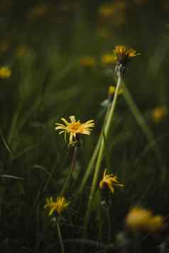 黄色的明亮的花蒲公英背景绿色梅多斯春天夏天背景