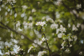 春天背景白色花苹果叶子模糊春天开花背景