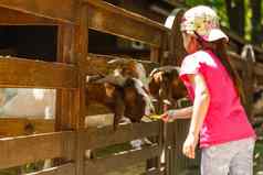 女孩准备动物联系动物园喂养下流的动物