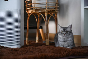 可爱的猫空气净化器生活房间过滤器清洁删除灰尘