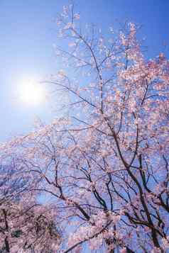 支樱桃花朵太阳天空天空