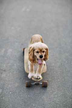 狗骑滑板小狗溺爱猎犬坐着冲浪老手
