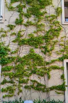绿色爬虫植物墙背景