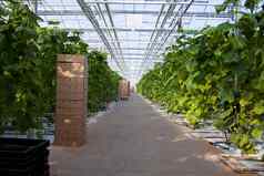 大玻璃温室日益增长的黄瓜温室条件