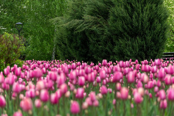 美丽的粉红色的郁金香大城市花床上
