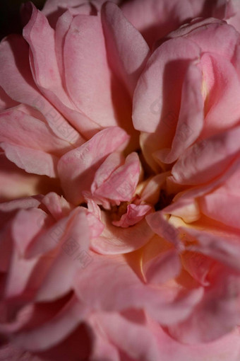 粉红色的玫瑰花开花关闭家庭蔷薇科植物背景现代高质量大大小打印首页装饰
