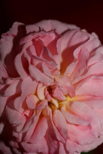 粉红色的<strong>玫瑰花开</strong>花关闭家庭蔷薇科植物背景现代高质量大大小打印首页装饰