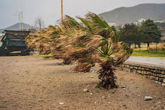 热带风暴重雨高风热带气候棕榈树摇摆风热带风暴